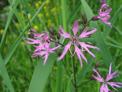 Silene flos-cuculi - medium image 1