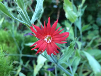 Silene laciniata 'Starburst' - medium image 1