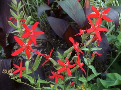 Silene regia - medium image 1