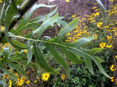 Silphium laciniatum - medium image 1
