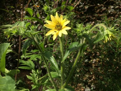 Silphium mohrii - medium image 1