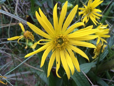 Silphium terebinthaceum - medium image 1