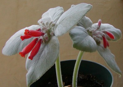 Sinningia leucotricha - medium image 1