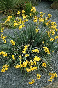 Sisyrinchium palmifolium - medium image 1