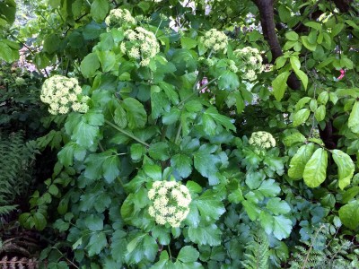 Smyrnium olusatrum - medium image 1
