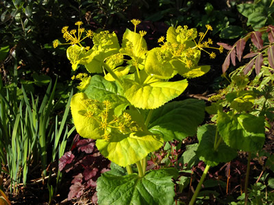 Smyrnium perfoliatum - medium image 1
