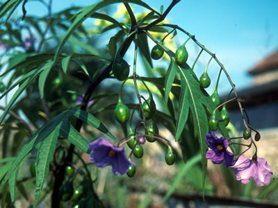 Solanum laciniatum - medium image 1