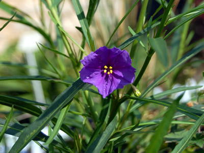 Solanum linearifolium - medium image 1