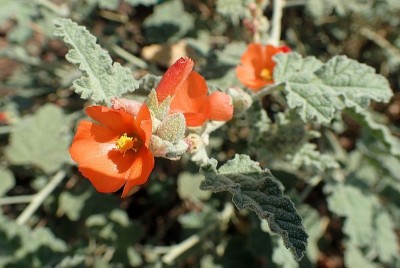 Sphaeralcea ambigua - medium image 1