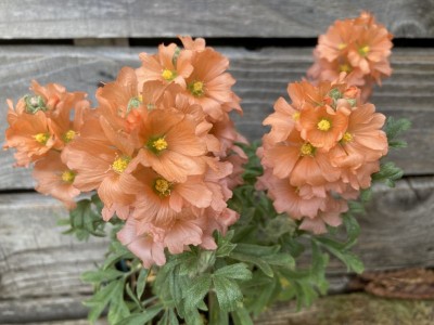 Sphaeralcea coccinea - medium image 1