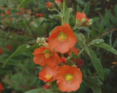 Sphaeralcea incana - medium image 1