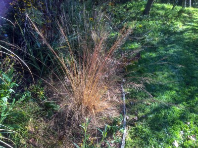 Sporobolus heterolepis - medium image 1