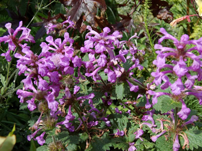 Stachys macrantha 'Superba' - medium image 1
