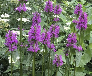 Stachys officinalis 'Hummelo' - medium image 1