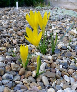 Sternbergia lutea - medium image 1