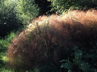 Stipa arundinacea - medium image 1