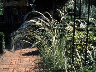 Stipa barbata - medium image 1