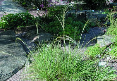 Stipa capillata - medium image 1