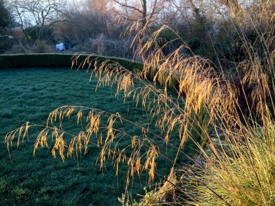Stipa gigantea - medium image 1