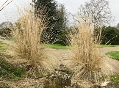 Stipa ichu AGM - medium image 1