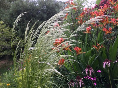 Stipa pseudoichu - medium image 1