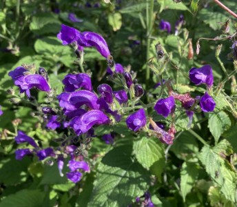 Strobilanthes atropurpurea - medium image 1