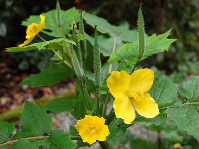 Stylophorum lasiocarpum - medium image 1