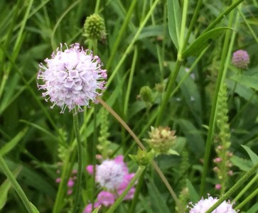 Succisella 'Frosted Pearls' - medium image 1