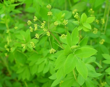 Taenidia integerrima - medium image 1