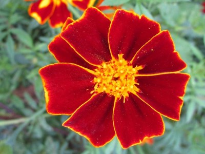 Tagetes linnaeus 'Burning Embers' - medium image 1