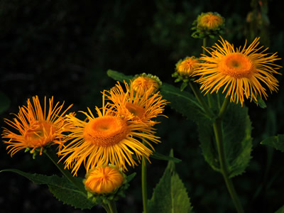 Telekia speciosa - medium image 1