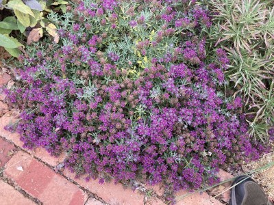 Teucrium ackermannii AGM - medium image 1
