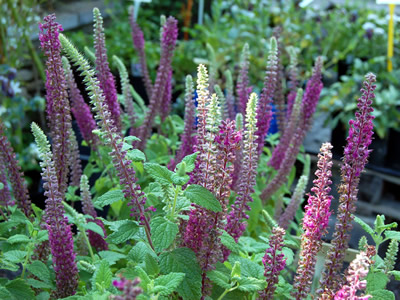 Teucrium hircanicum 'Purple Tails' - medium image 1
