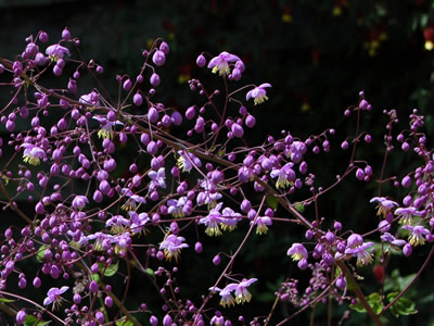 Thalictrum delavayi - medium image 1