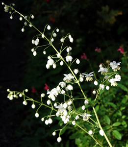 Thalictrum delavayi 'Album' - medium image 1