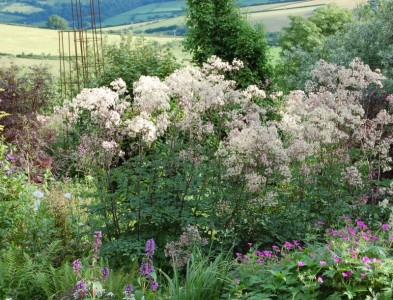 Thalictrum 'Elin' - medium image 1