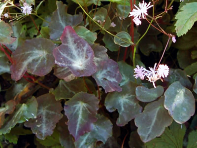 Thalictrum ichangengse - medium image 1