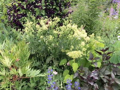 Thalictrum lucidum - medium image 1