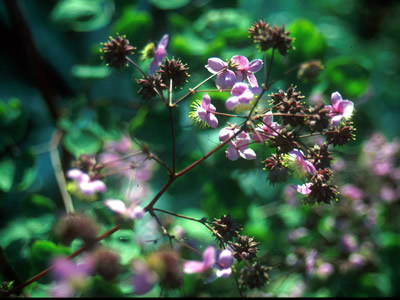 Thalictrum rochebrunianum AGM - medium image 1