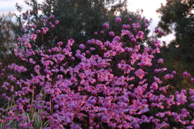 Thalictrum 'Splendide' - medium image 1