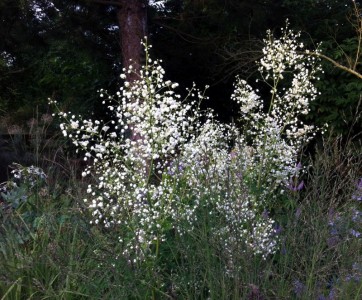 Thalictrum 'Splendide Album' - medium image 1