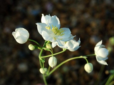 Thalictrum tuberosum - medium image 1