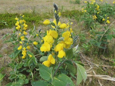 Thermopsis lupinoides - medium image 1