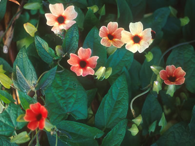 Thunbergia alata 'African Sunset' - medium image 1