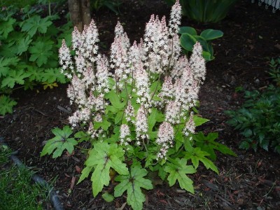 Tiarella 'Pink Bouquet' - medium image 1