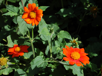 Tithonia rotundifolia - medium image 1