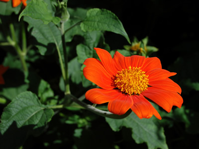 Tithonia rotundifolia 'Red Torch' - medium image 1