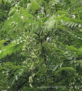 Toona sinensis - medium image 1