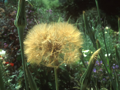 Tragopogon crocifolius - medium image 1
