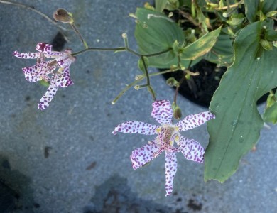 Tricyrtis 'Empress' - medium image 1
